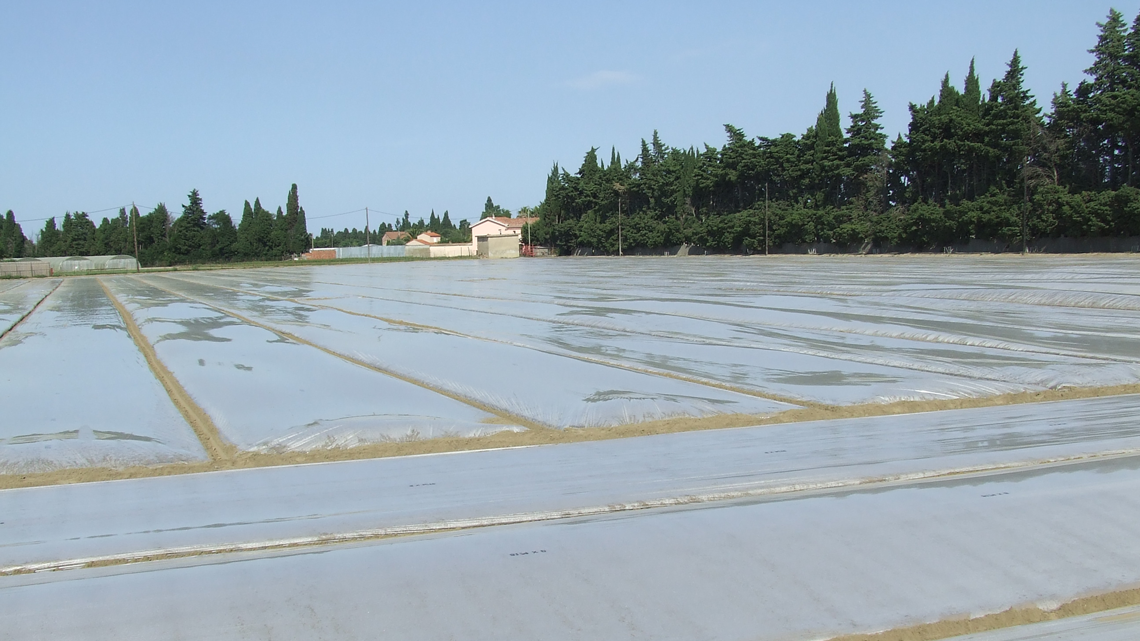 ecoplus sotrafa
